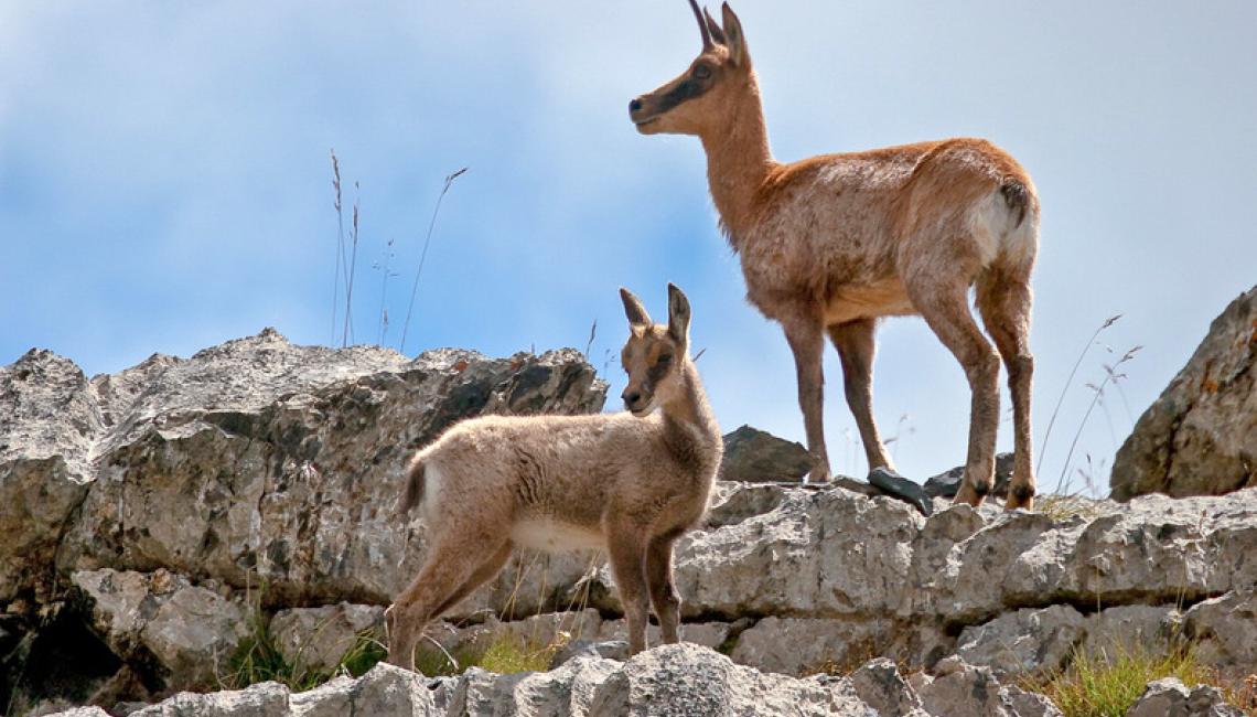 Mom Isard and her baby at the Pic du Midi d'Ossau